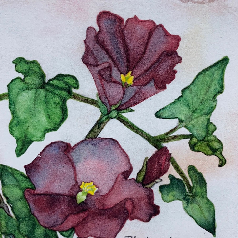 “Bindweed” Watercolor Notecard